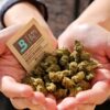BOVEDA 62% 1g saszetka regulator wilgotności susz